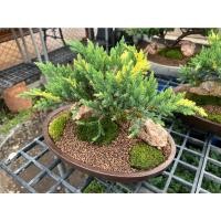 ราคา สวนถาด ไม้มงคล บอนไซแคระ สน แก้วแคระ (16496532025)