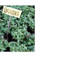 ราคา ขาย ต้นกล้าสะระแหน่ 2 ถุงดำ ราคาถูก (2406307028)