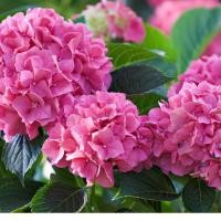 ราคา 20 เมล็ด ไฮเดรนเจีย Hydrangea Seeds สีชมพู ไฮเดรนเยีย สายพันธุ์ฝรั่งเศส (7393936268)