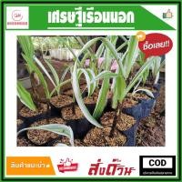 ราคา เศรษฐีเรือนนอก ต้นเศรษฐีใหญ่ ไม้ประดับมงคล ต้นไม้ฟอกอากาศ ต้นไม้มงคล (4794755704)