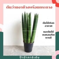 ราคา ต้นว่านงาช้าง ไม้ฟอกอากาศ เลี้ยงในห้องนอน ช่วยคายออกซิเจนตอนกลางคืน (3139406082)