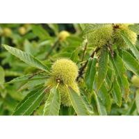 ราคา ต้นพันธุ์ ต้น เกาลัด ถุงดำต้นละ 99 บาท เกาลัดพันธุ์วาวี 2 หรือเกาลัด ต้นเพาะเมล็ด Seven sisters (26313780755)