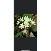 ราคา ว่านนางคุ้มหรือว่านผู้เฒ่าเฝ้าเรือน (10530904408)