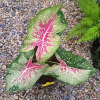 ราคา ขุนไกร บอนสี ✅ได้ต้นตรงตามตัวเลือกส่งของทุกวัน (18114425310)