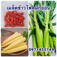 ราคา เมล็ดข้าวโพดฝักอ่อน ปลูกง่าย ฝักสวย (25057026887)