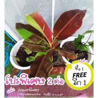 ราคา Musa Siam Ruby กล้วยแดงอินโด (16257851264)