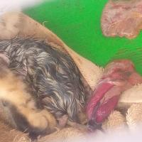 ราคา รกแมวเบงกอล มหาลาภ ค้าขาย ล้ำรวย "แท้"พระเครื่องยอดนิยม เครื่องรางและสิ่งศักดิ์สิทธิ์ รับประกันความแท้ เก็บเงินปลายทาง (20931435776)