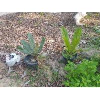 ราคา หัวหน่อปรงนา ต้นปรงธรรมชาติ (Cycas Siamensis) มีหลายไซส์ หัวขนาดใหญ่ สูง30เซนขึ้น (8551676639)