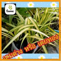 ราคา เตยด่าง หรือ เตยทอง #ไม้ประดับ #ไม้มงคล (23928563753)