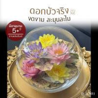ราคา ดอกบัวจริง 100% ในโหลแก้ว | มีอายุนาน 5 ปี ขึ้นไป ⬆️ (ทรงกลม 7 ดอกใหญ่) ดอกไม้บูชาพระ ดอกไม้ไหว้พระ แบรนด์ บัวสิริมงคล (25971943910)