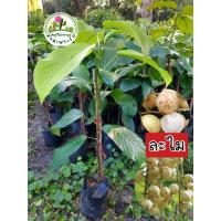 ราคา ต้นละไม ละไม เสียบยอด (25321815177)