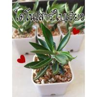 ราคา ยูโฟเบีย ไดโนเสาร์ใบเรียว ไม้อวบน้ำ (10307748909)