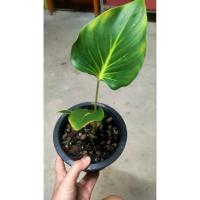 ราคา เสน่ห์จันทร์ ขาว ขนาดกระถ่าง5 ต้นลูก (10458834041)