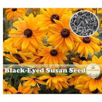 ราคา Susan Marmalade ดอกไม้เมล็ดดอกไม้เมล็ด Rudbeckia hirta бых (29355197266)