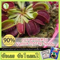 ราคา กาบหอยแครงปากแดง ต้นไม้กินแมลง Venus Flytrap Seeds บรรจุ 30 ต้นไม้ เมล็ดพันธุ์ เมล็ดพันธุ์พืช ต้นบอนไซ ดอกไม้ปลูก (10673169268)