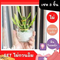 ราคา ไผ่กวนอิม เสริมฮวงจุ้ยบ้าน ต้นไผ่กวนอิม ไม้มงคลประดับโต๊ะทำงาน วางบนโต๊ะทำงานได้ (9440692497)