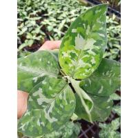 ราคา อโกลนีมา เสือพรานสามสี Aglaonema pictum tricolor (16070713598)