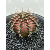 ราคา T-Rex T-LuxSeedingบั้ง-สัน-กระดูก-คมชัด มากขนาด 7.7ต้นจริงสวยมากชมพูทั้งลูก (28307761345)