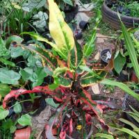 ราคา โกสน เรือสายบุรี ต้นโกสน สายบุรีไม้มงคลต้นใหญ่ (15409613526)