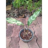 ราคา อโกลนีมา มะนิลาด่าง หรือเขียวหมื่นปีด่าง**ราคารวมจัดส่ง#มะนิลาด่าง#มนิลาด่าง#เขียวหมื่นปีด่าง (21931050872)