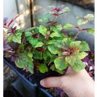 ราคา ต้นเพชรพลอยใบสวยไม้มงคล (11269981824)