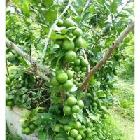 ราคา กิ่งมะนาวต้นมะนาวแป้นสุขประเสริฐ พร้อมส่ง (21983442028)