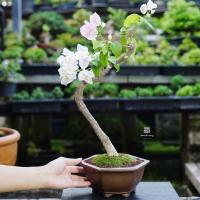 ราคา ♥︎ | บอนไซ เฟื่องฟ้า ⋆˚ ˚⋆ ((พร้อมส่ง✅)) มีวิธีการดูแล+ปุ๋ยแถมไปให้ค่ะ (26830913486)