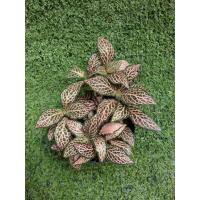 ราคา ต้นพรมออสเตรเลียแดงลายชมพู "Pink Anne" [ Fittonia "Pink Anne" ] ในกระถาง3" (19369109521)