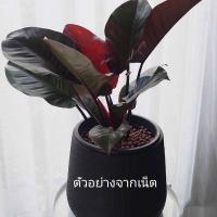 ราคา เนื้อเยื่อ ต้นกุมารดำเรียกทรัพย์ (แบล็คคาดินัล)คละต้น (13127514814)