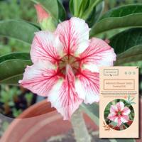 ราคา ◾ 6เมล็ดชวนชม-ปริมณฑล #230ดอกทานตะวัน/ ดอกชวนชม/ดอกไม้/ดอกชวนชม/บ้านและสวน/ผู้ชาย/ ABX1 (23417723609)