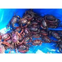 ราคา พ่อแม่พันธุ์ปูนา5คู่ (46951772306)