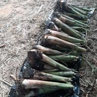 ราคา หน่อกล้วยน้ำว้ามะลิอ่อง 30฿ (21350898000)