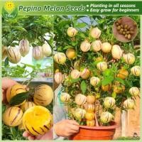 ราคา Pepino Melon Seeds เมล็ดพันธุ์ โสมผลไม้ ผลโสม 20เมล็ด/แพ็ค Ginseng Fruit Seeds เมล็ดพันธุ์ผลไม้ ต้นผลไม้ ต้นไม้แคระ (29630653848)
