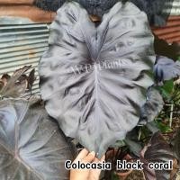 ราคา Colocasia black coral แบล็กโครอล (16801262772)