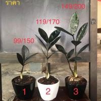 ราคา ต้นกวักมรกตใบดำ (ไม้มงคล ไม้ปลูกที่ร่มในบ้าน) (4337898506)