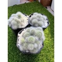 ราคา รีบูเทียดอกสีขาว Rebutia albiflora (19968193896)