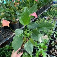 ราคา ต้นดอกหน้าวัวแคระดอกชมพู (Anthurium) (14607097571)