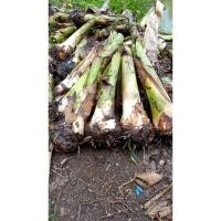 ราคา กล้วยหอมทอง ขายหน่อกล้วยหอมทอง 1 ชุด 10 หน่อ300 บาท (27674298310)