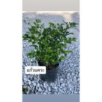 ราคา ต้นแก้วแคระ. พวงมณี (42022904244)