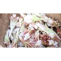 ราคา ต้นกล้าดอกกระเจียวป่า (10323551082)