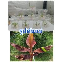 ราคา กล้วยแดงอินโดเพาะเนื้อเยื่อจากแลป ส่งทั้งกระปุก #กล้วยแดงอินโด แม่พันธ์ลายสวย (14815552285)