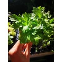 ราคา จิงจูฉ่าย ต้นกล้าจิงจูฉ่าย (21515585391)