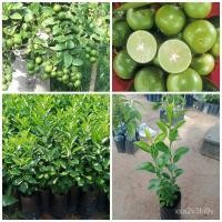 ราคา มะนาวแป้นรำไพ (ต้นจริงสูง25-45cm)ความสูงตามรอบ ส่ง ต้นพันธุ์มะนาวแป้นรำไพ (ราชินีมะนาว) เปลือกบาง น้ำเยอะ ปลูกง่าย 3/เม (17582925517)