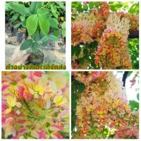 ราคา (2ต้น) (ขาย ต้นพันธุ์) ดอก ต้น คูนสีรุ้ง คูณ ต้นคูณ ดอกคูณ คูน ต้นคูน ดอกคูน สีรุ้ง สี รุ้ง happy (8055450765)