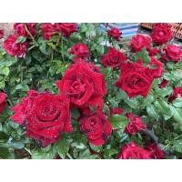 ราคา กุหลาบสีแดงไร้หนามดอกใหญ่พุ่มแน่นๆ (12518561892)