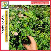 ราคา ต้นชาดัด กล้าไม้พร้อมปลูก ถุง 2 นิ้ว ชาดัด หรือ ชาฮกเกี้ยน ต้นชาฮกเกี้ยน Nadthida (41357668058)