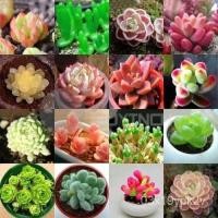 ราคา เมล็ดพืชคุณภาพสูง ดอกไม้จริง เมล็ดพันธุ์ ไม้อวบน้ำ Mixed Colors Succulent Seeds Succulents flower seeds บอนสี เมล็ดบอนสี (18033701826)