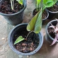 ราคา เสน่ห์จันทร์ดำ พร้อมกระถาง (12708900061)