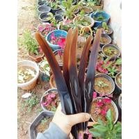 ราคา มีดเขาควายแท้ ด้ามกลม 12" เขาเทพ คัดเขาพิเศษ (5251657374)