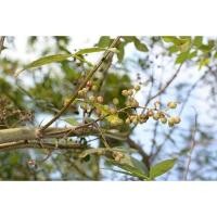 ราคา เมล็ดมะแขว่น ซองละ 29 บาท เมล็ดมะแขว่นสำหรับปลูก เครืองเทศอาหารเหนือ หอม อร่อย (20082167369)